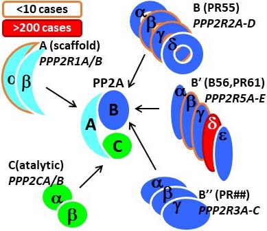 PP2A holoenzyme diversity