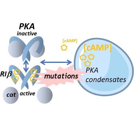 RIb phase separation