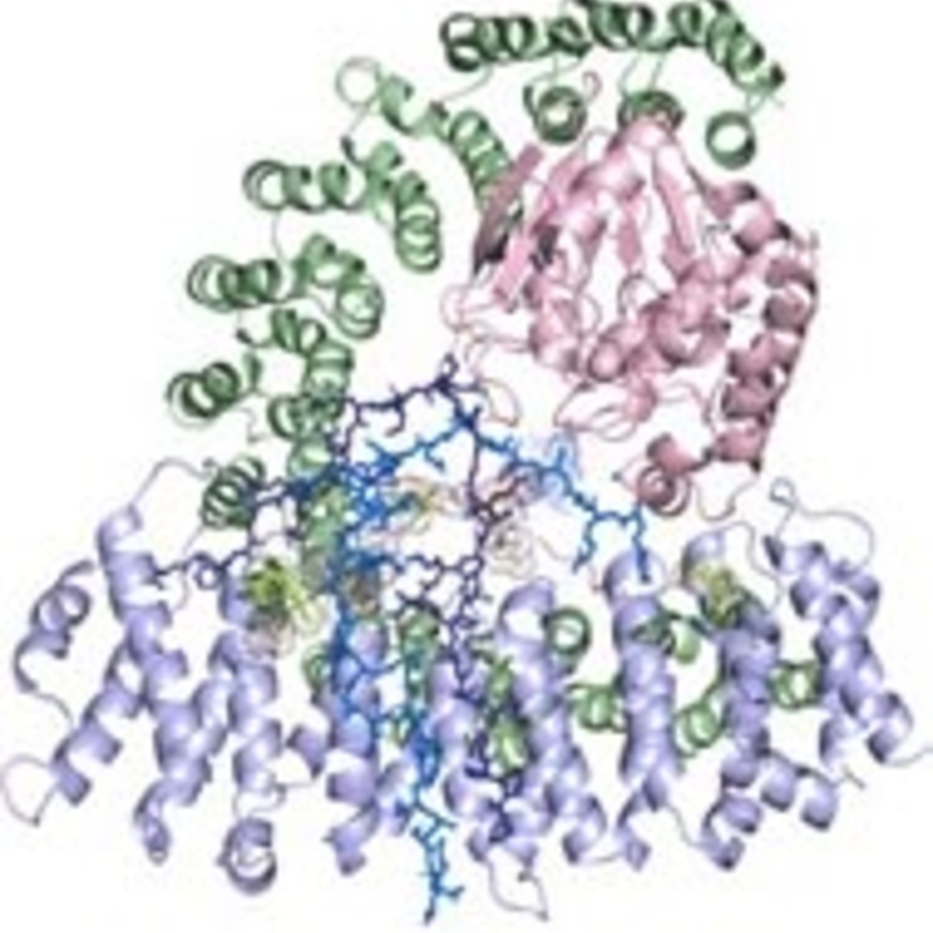 PP2A cryoEM